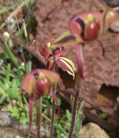 Chiloglottis formicifera Ant  Orchid 005.JPG